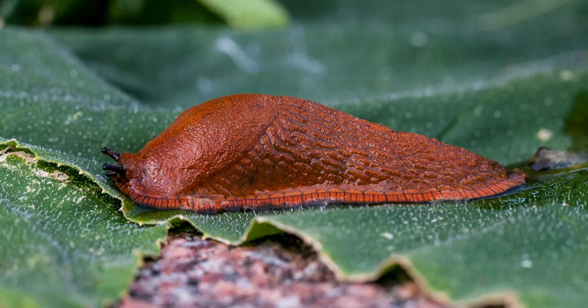 Kas riik tuleb inimestele appi hispaania teetigudega võitlemisel?