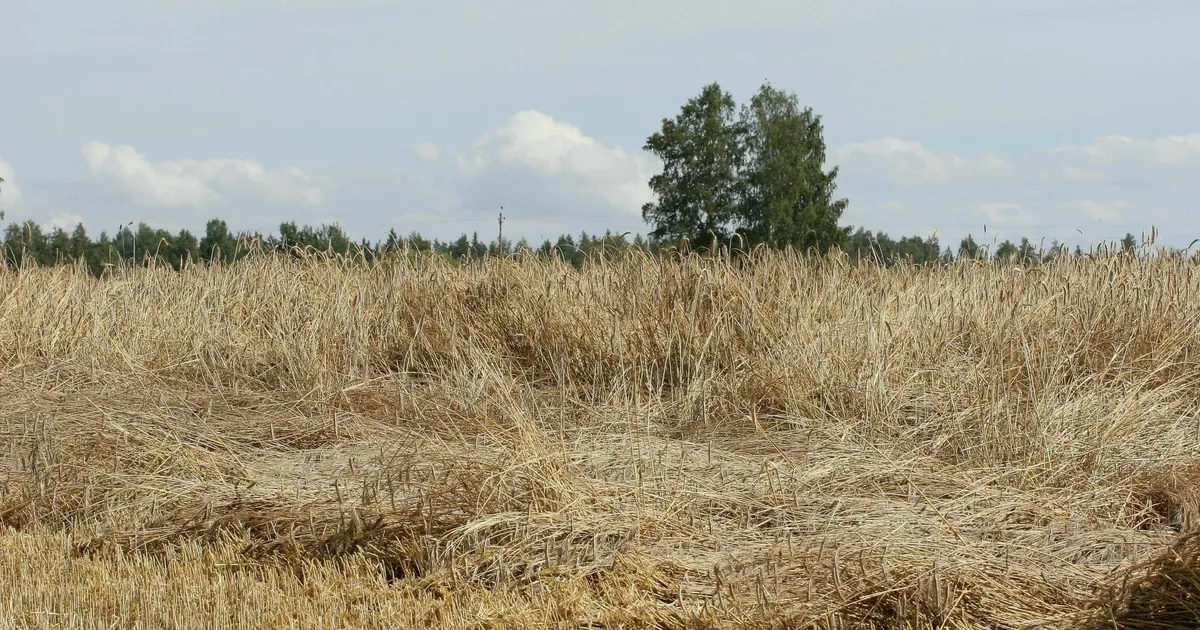 Olukord põldudel ⟩ Torm võttis rukki, kartul mädaneb vaos