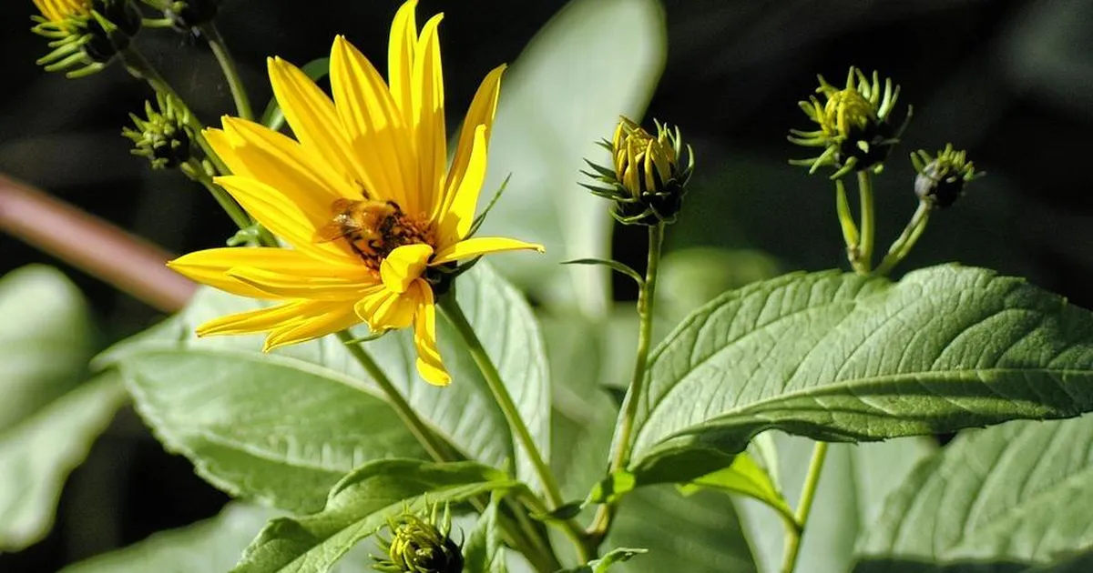 Need taimed lisavad toidule värvi ja põnevat maitset