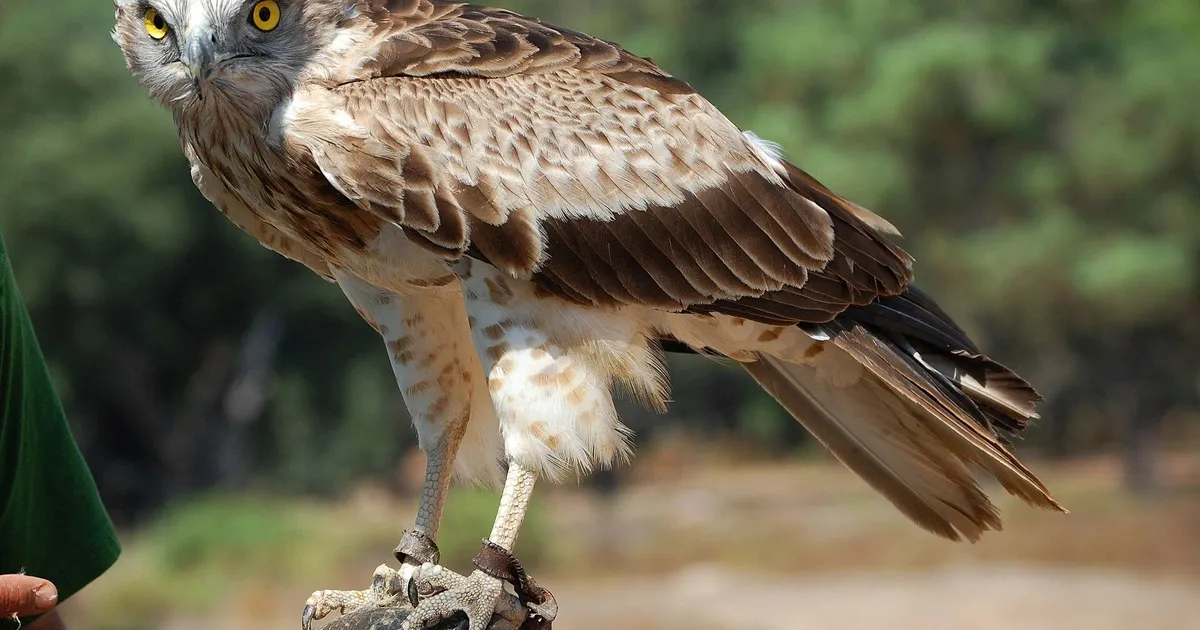 LOODUSREKORDID: vaid üks muna