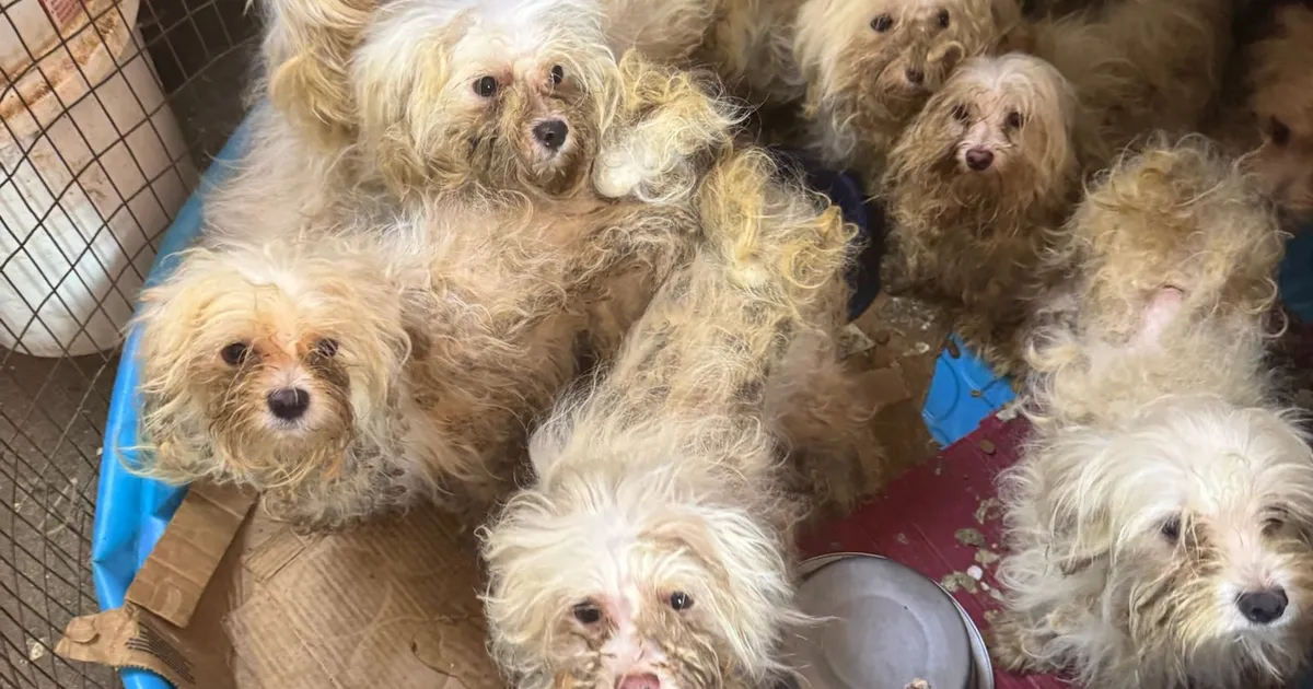 ÕÕVASTAV LEID ⟩ Kohutavast kutsikavabrikust avastati üle 400 koera