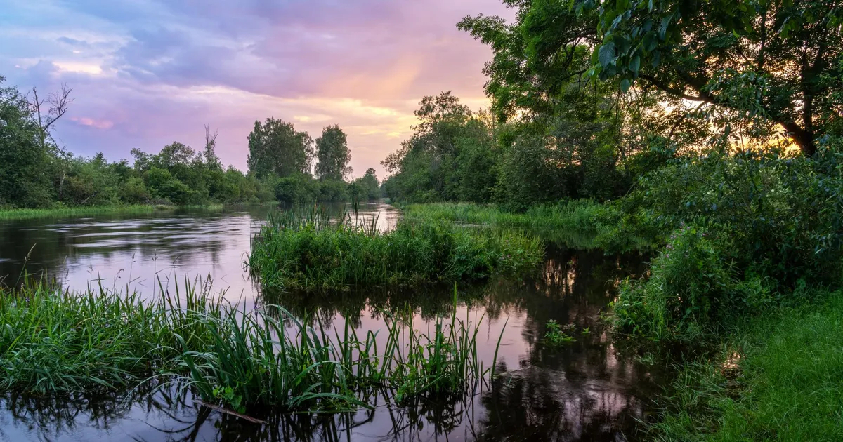 Loodusvaatlus ⟩ Esimesed märgid lähenevast sügisest: kollased kaselehed ja põdrakärbsed
