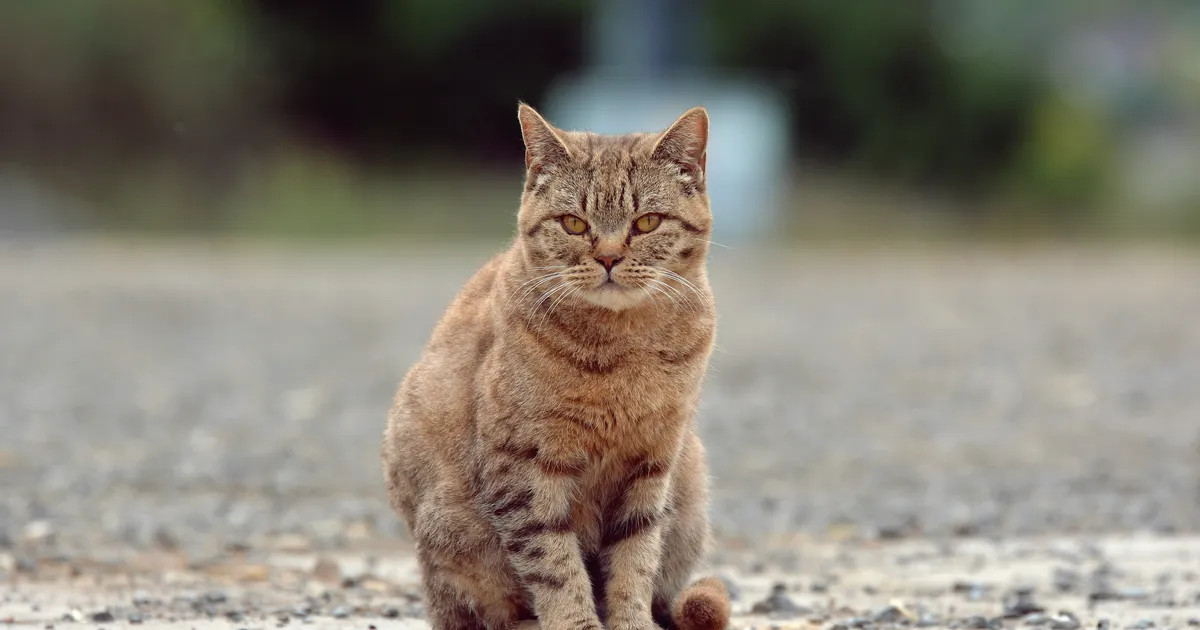 13 aastat tagasi kaduma läinud kass ilmus välja – seejärel juhtus midagi südantlõhestavat