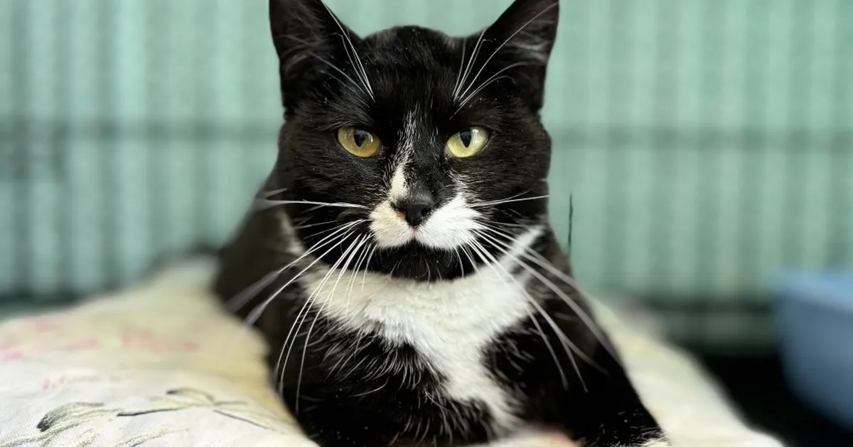 Kliinikusse sattunud varjupaiga kass seisab silmitsi hiiglasliku arvega