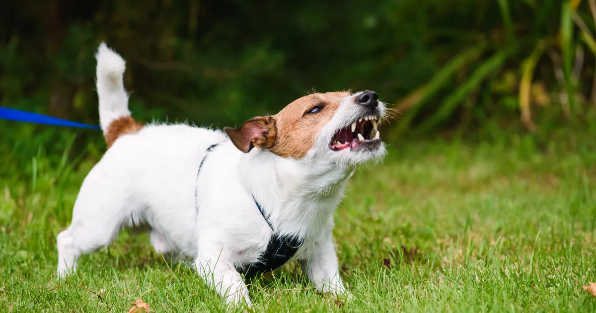Uuring kinnitab: mõned koeratõud on agressiivsemad kui teised