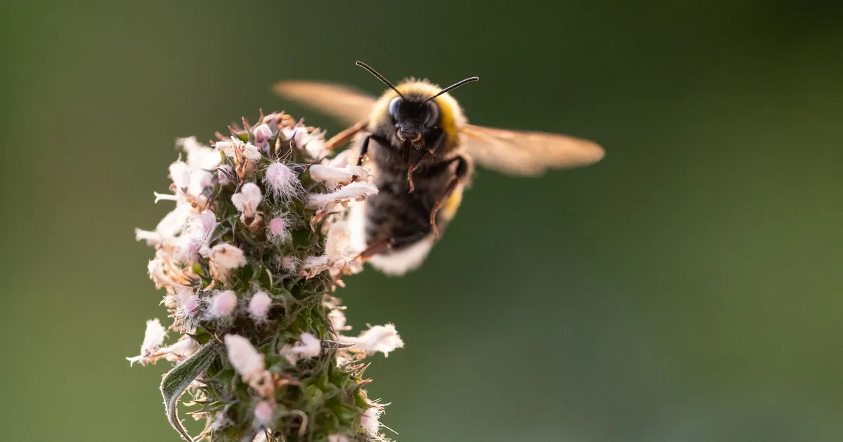 Mesinikud: kodumaine mesi saab otsa jaanuaris