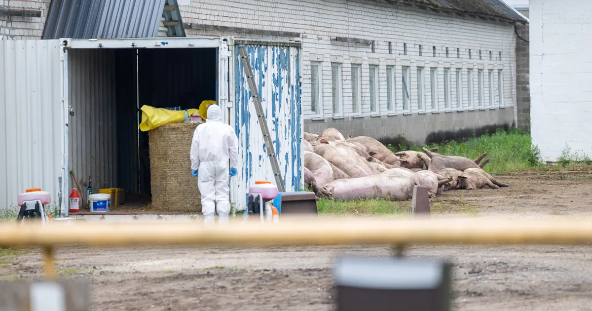 Veel ühe farmi sead lähevad katku tõttu hukkamisele