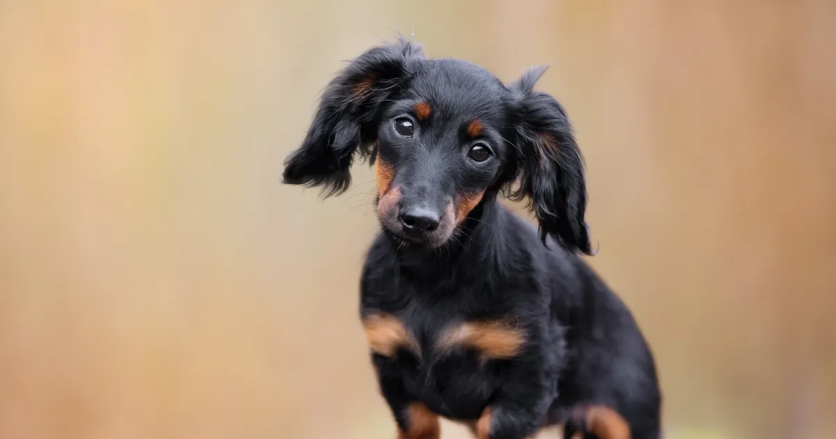 VIDEO ⟩ Esimest korda üksi koju jäänud taksikoera reaktsioon üllatas omanikku