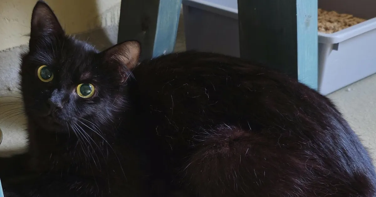 Koduotsija ⟩ Armastad isikupära? Must Triinu võib olla sinu hingesugulane