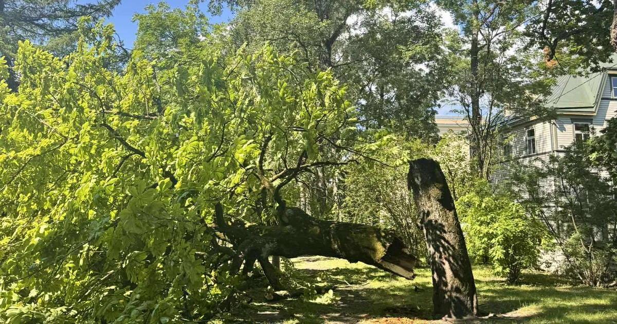 PILTUUDIS ⟩ Tallinna kesklinna pargis murdus maha suur puu