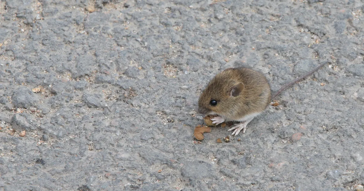 Autos küpsise nosimine võib tuua suure remondiarve