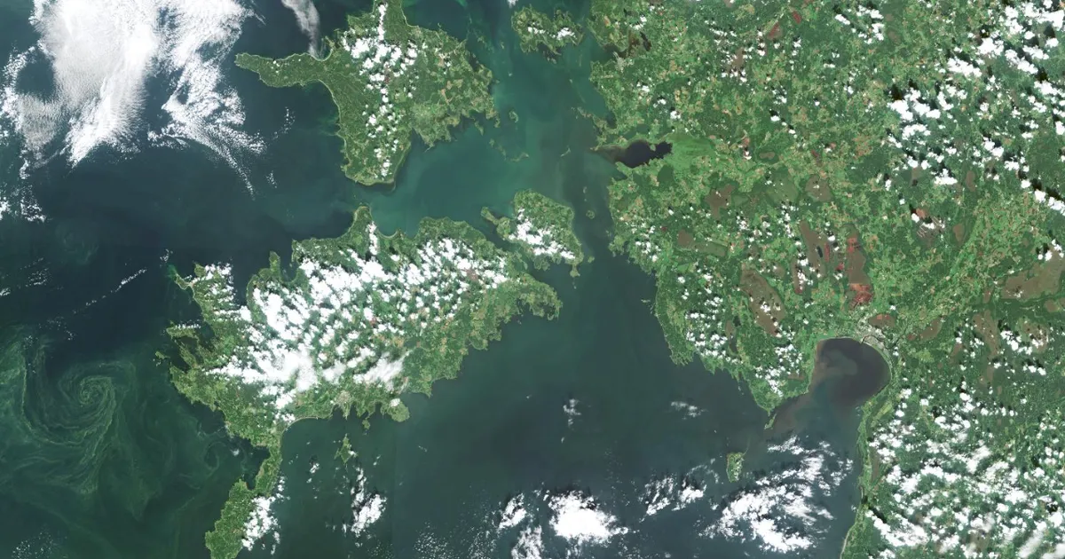 KAS KUTSUB UJUMA? ⟩ Satelliidifotodelt näeb sinivetikate vohamist Eesti veekogudes