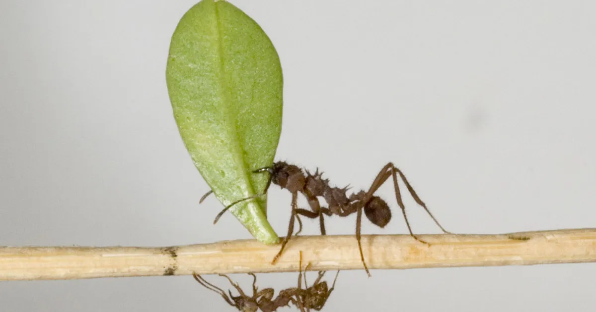 LISATUD VIDEO ⟩ Need loomad tundsid meditsiini, põllumajandust ja korraldasid ühiskondi ning elasid linnades – ammu enne inimest