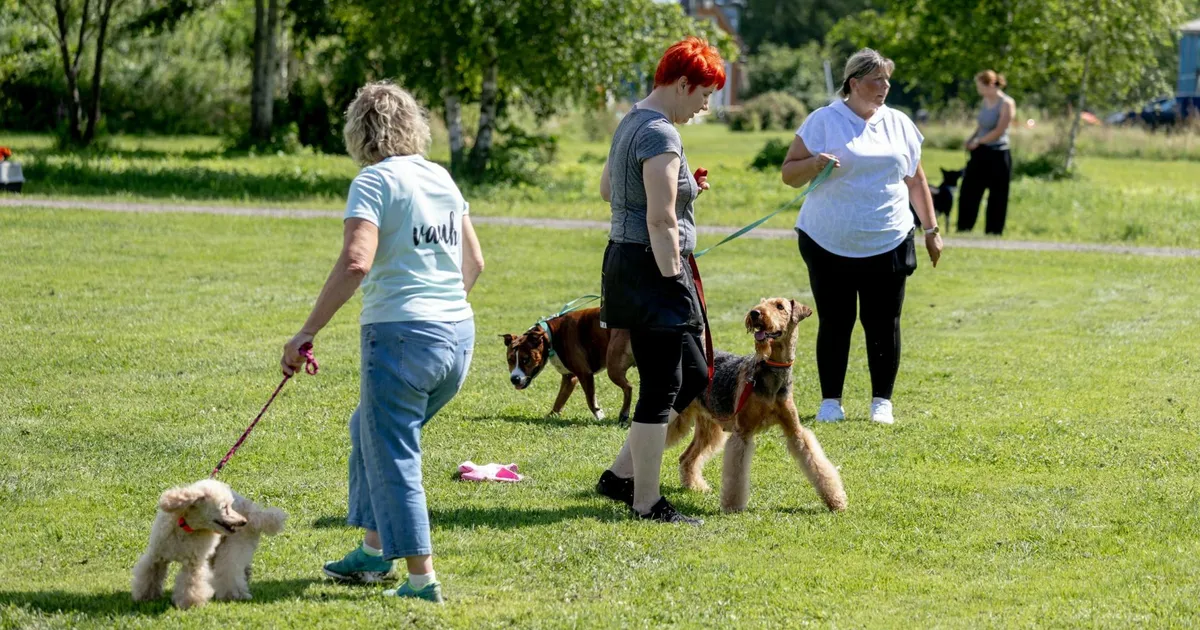 Galerii ⟩ Kuumus ei murdnud kuulekust: koerte mõõduvõtt Rokkivas Rebases selgitas välja meistrid