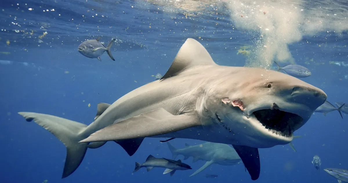 Laps pääses hai lõugade vahelt imekombel eluga