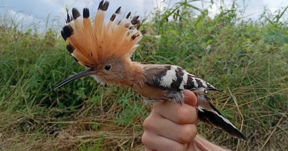 Piltuudis ⟩ Pärnumaal nähti siinmail haruldast lindu