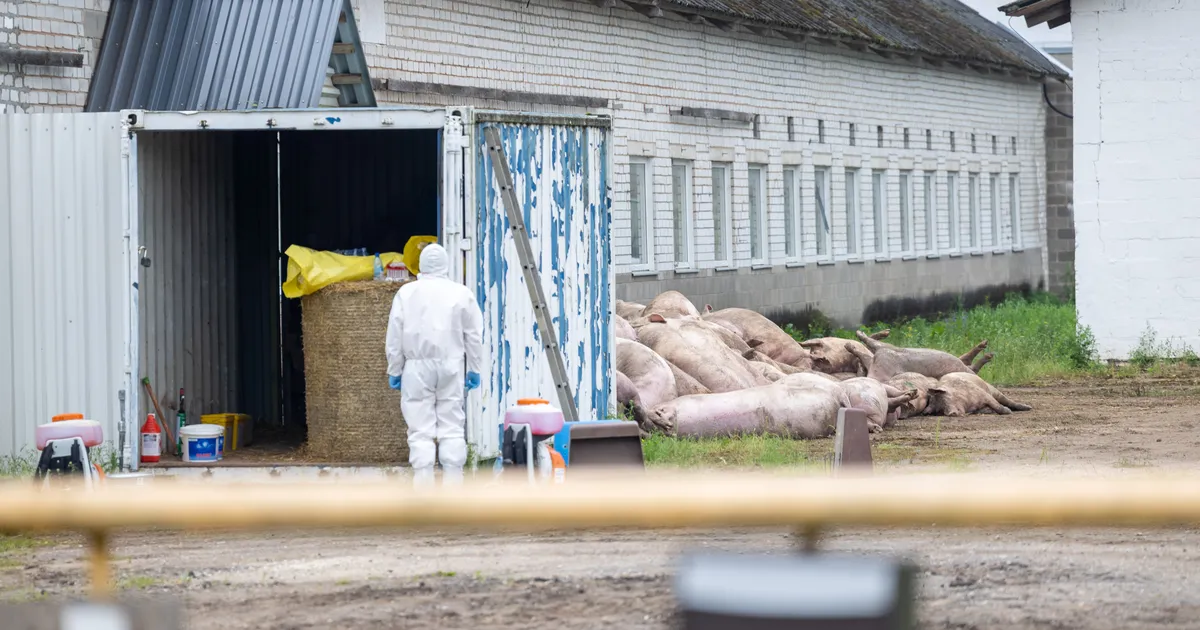 Seakatku ohjamiseks kaalutakse metssigade küttimismahu olulist tõstmist