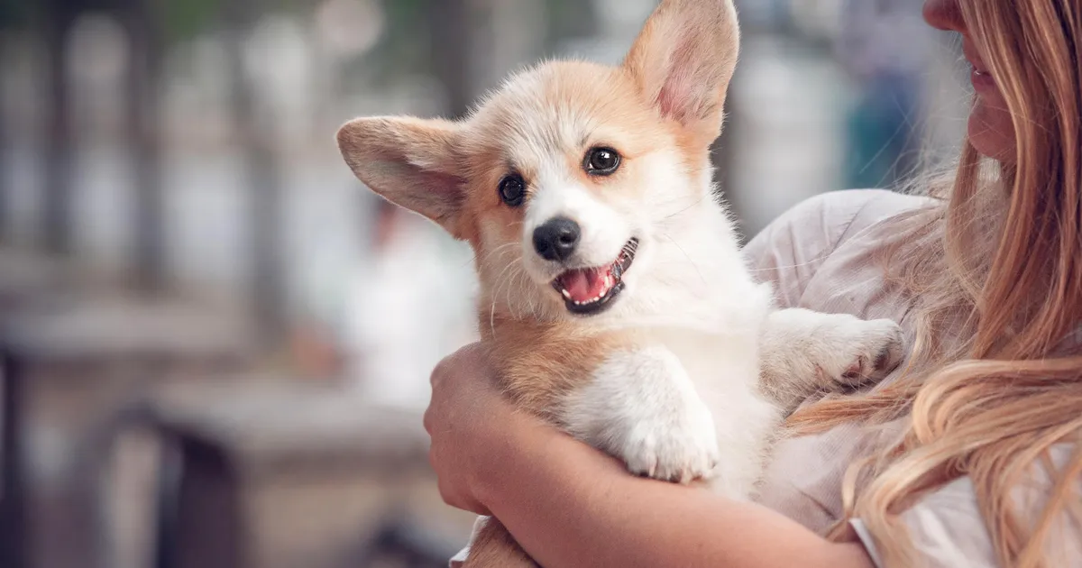 Uuring paljastab: koera pidamine omab sinu tervisele just sellist kasulikku mõju