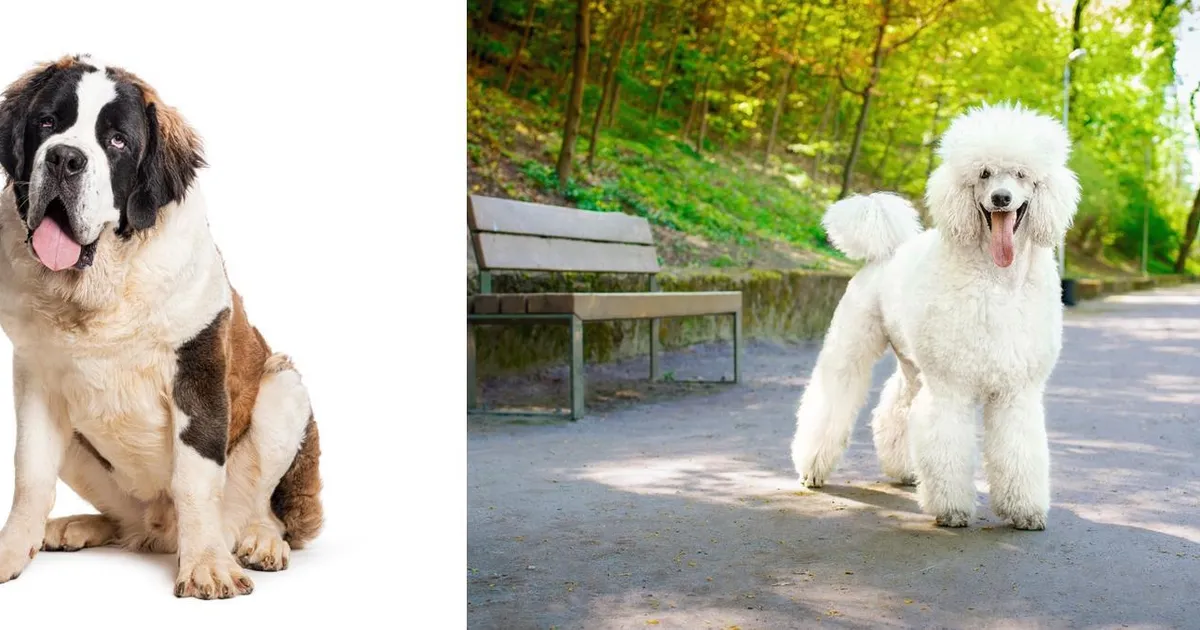 PILK PEALE! ⟩ Puudli ja bernhardiini kutsikast kasvas ootamatult ponisuurune hiiglane