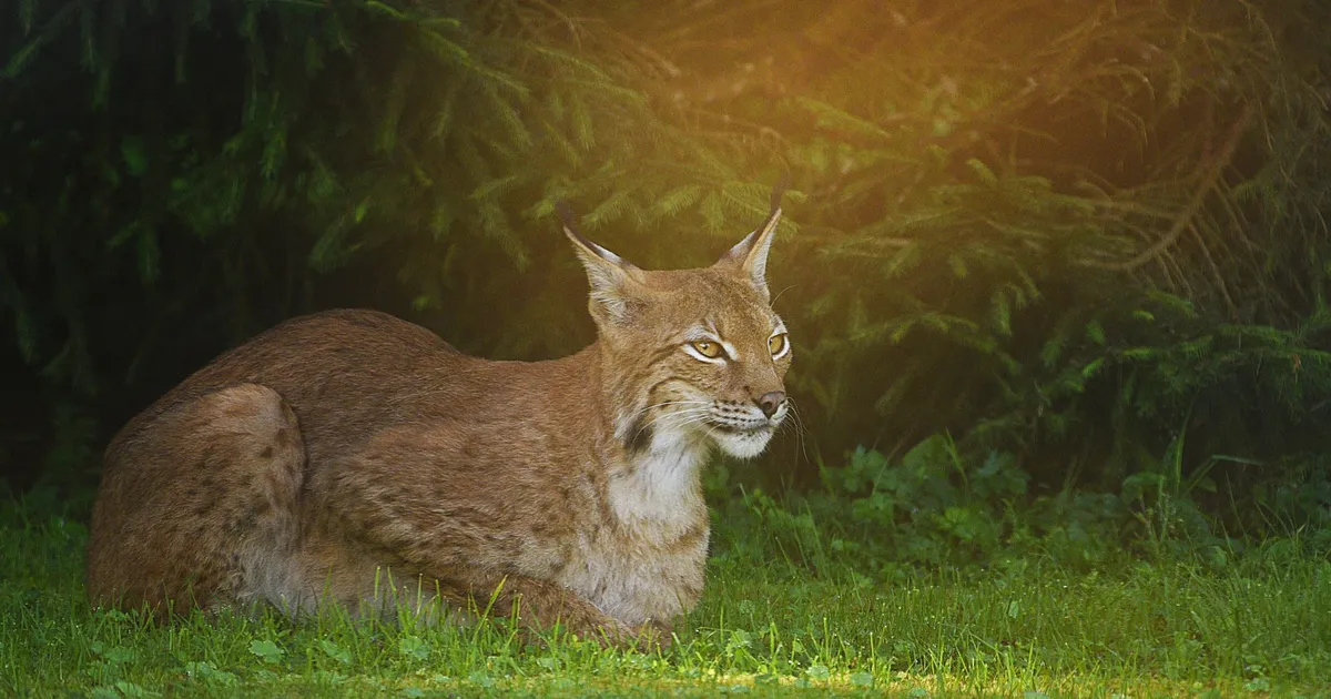 FOTO ⟩ Järvamaa majaelanik vaatas ilvesega tõtt: ta oli minust 15 sammu kaugusel