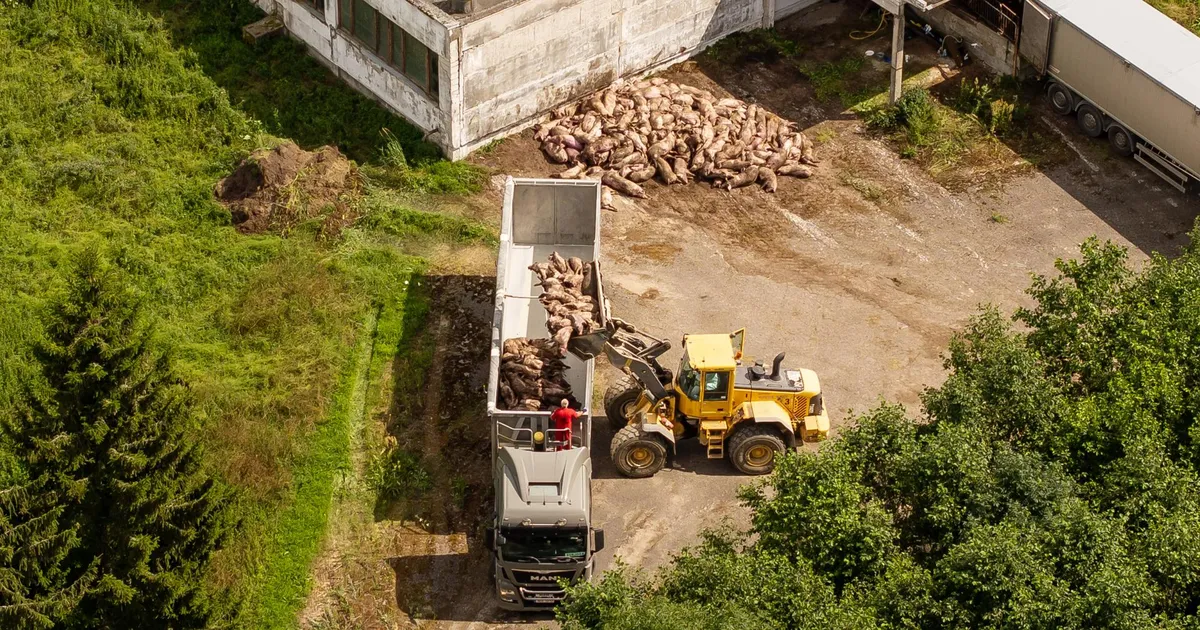 Seakatk niidab kohalikul lihatööstusel jalad alt
