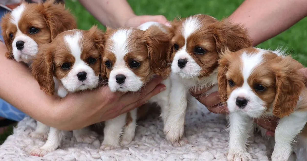 Kuninglikud pätid: William, Kate ja Harry söövad tapeeti ja varastavad vaarikaid