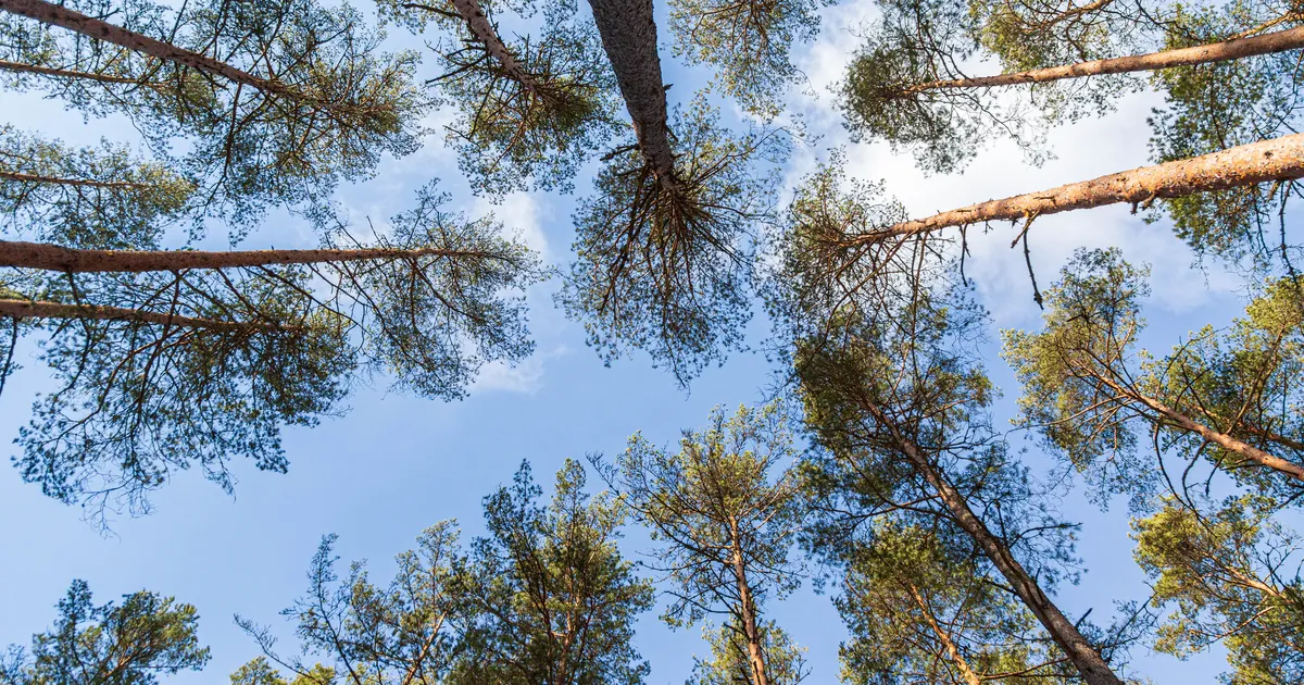 Metsakasvatuslike tööde toetus suureneb kaks korda