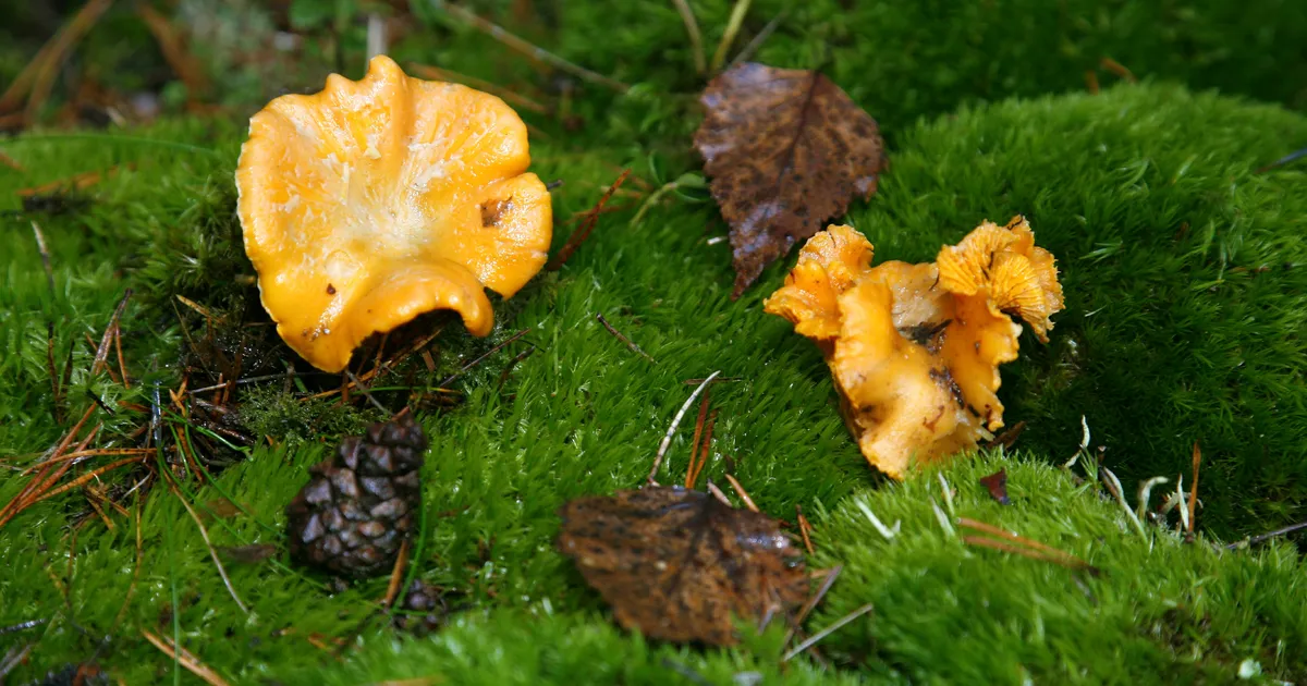 Kukeseeneuputus ⟩ Millisesse metsa neid seeni otsima minna?