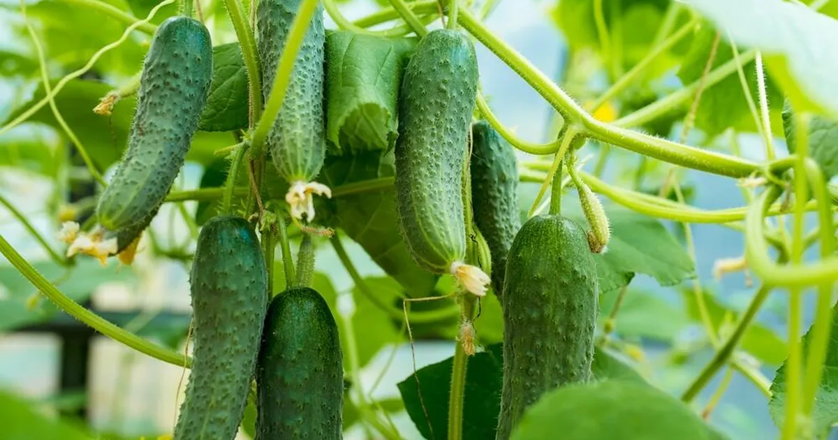 Neli kurkide korjamisel tehtavat viga, mis kahjustavad taime ja rikuvad saagi