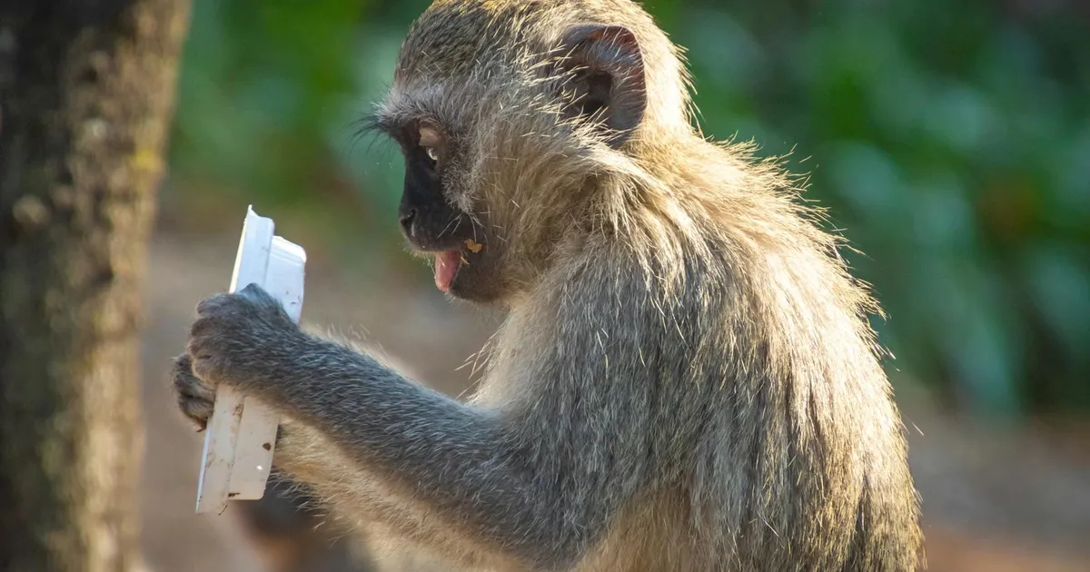 NEW SCIENTIST ⟩ Loomadele meeldib aina rohkem plastikut mugida ja see on meile ohtlik