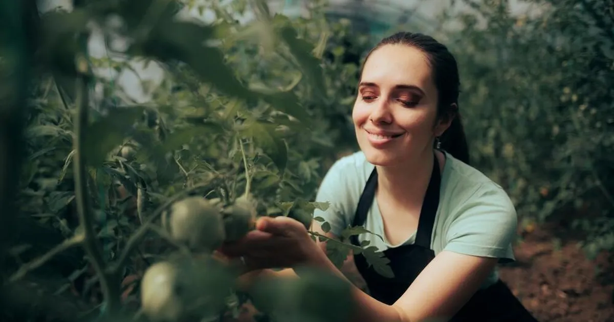 Tomatitaim ei kanna vilja? 4 võimalikku põhjust