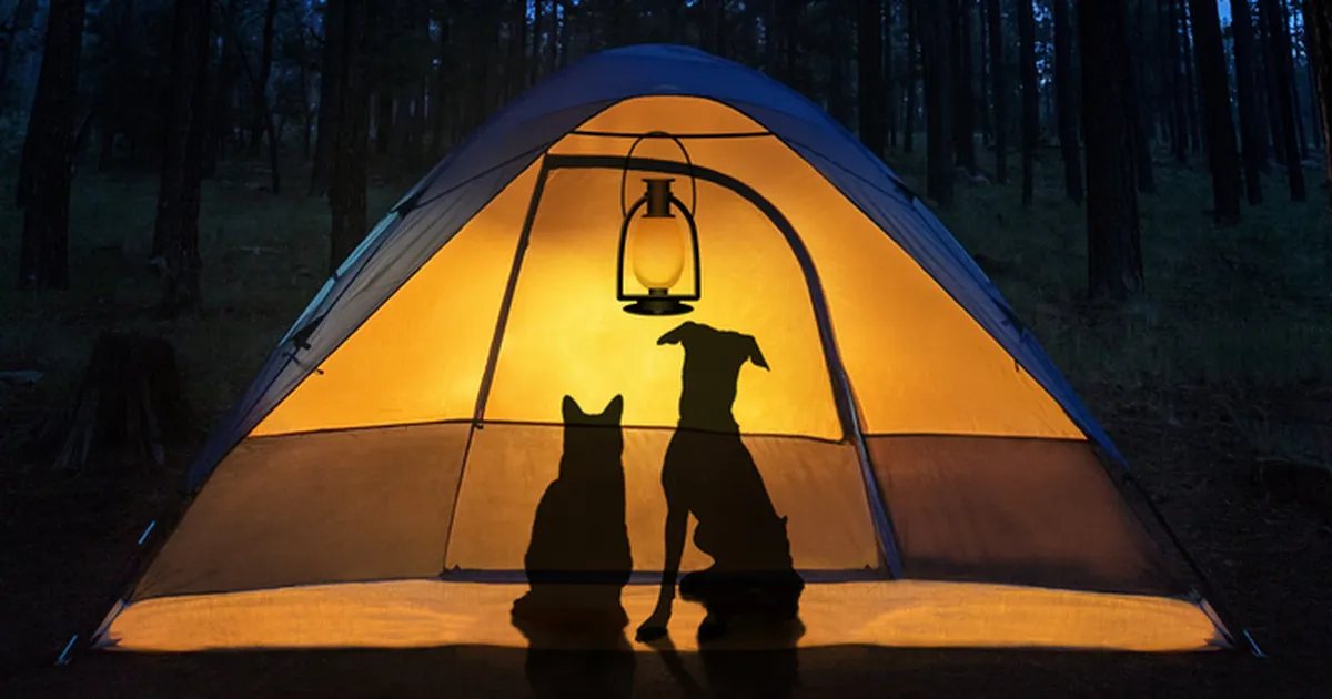 Öine topeltelu: mida teevad su lemmikloomad pärast südaööd?