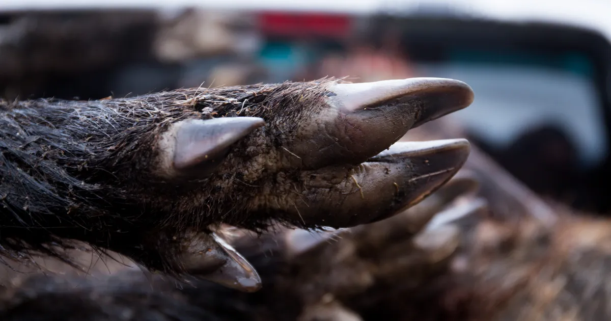 Jahimehed: võhiku jutt, et metssigu karjatame ja nii katku levitame