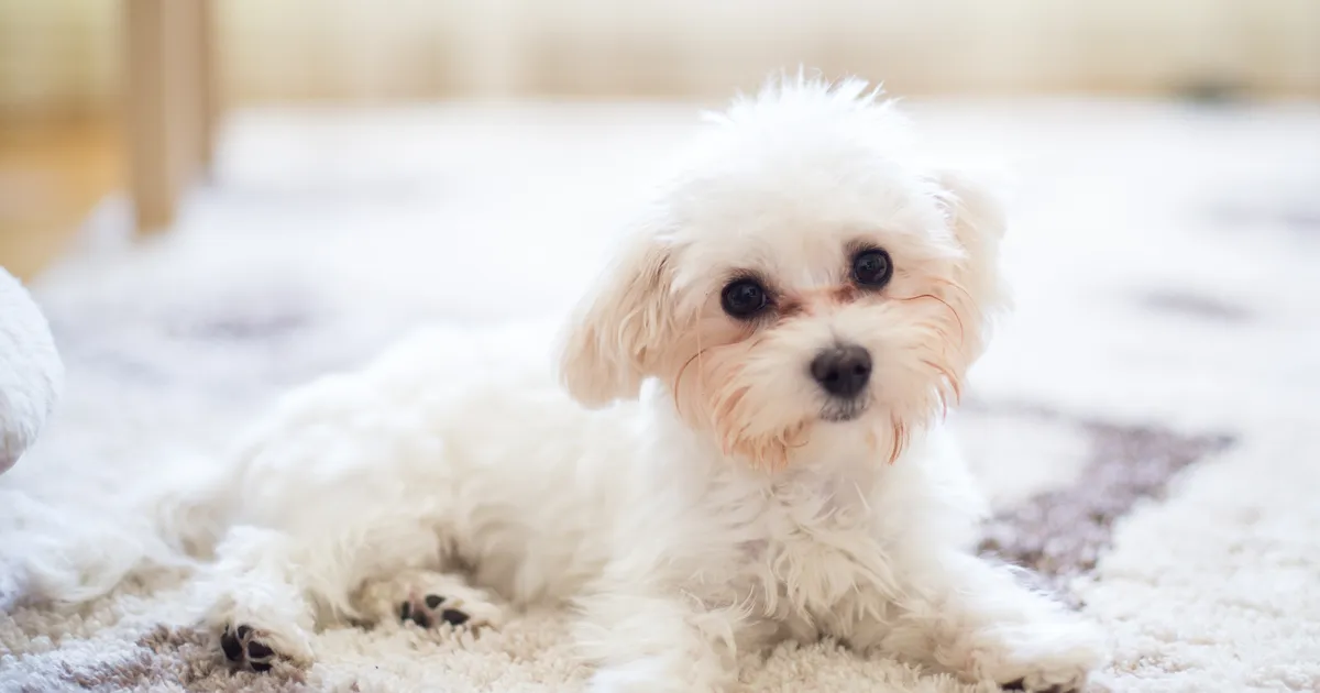 Omanik hämmingus: pere lemmiku kasukas vahetas ootamatult värvi