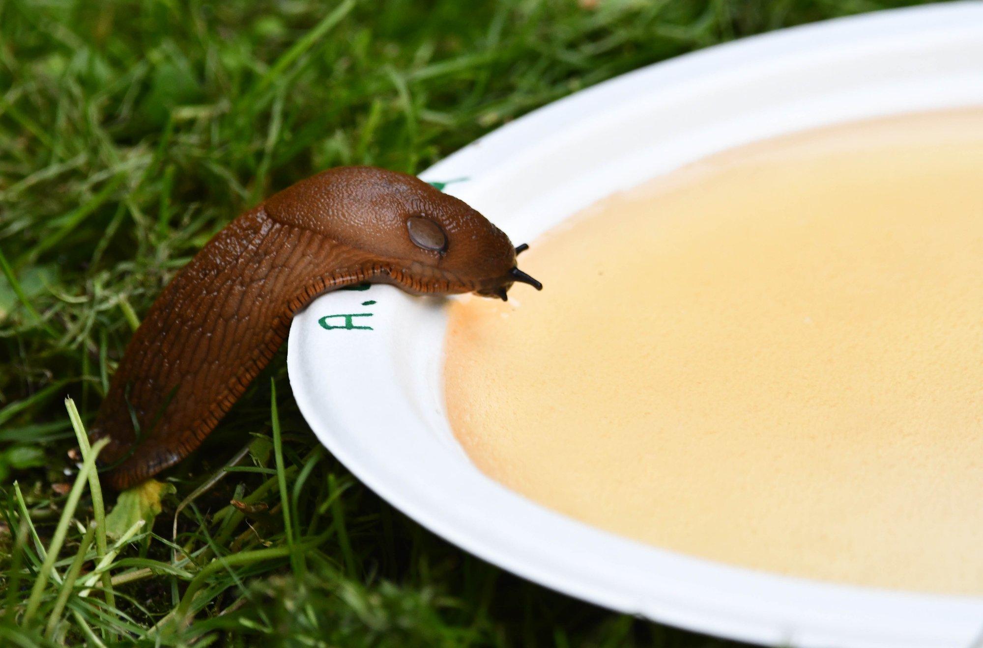 Hispaania teeteo lima võib kanda inimesele ohtlikke haigustekitajaid