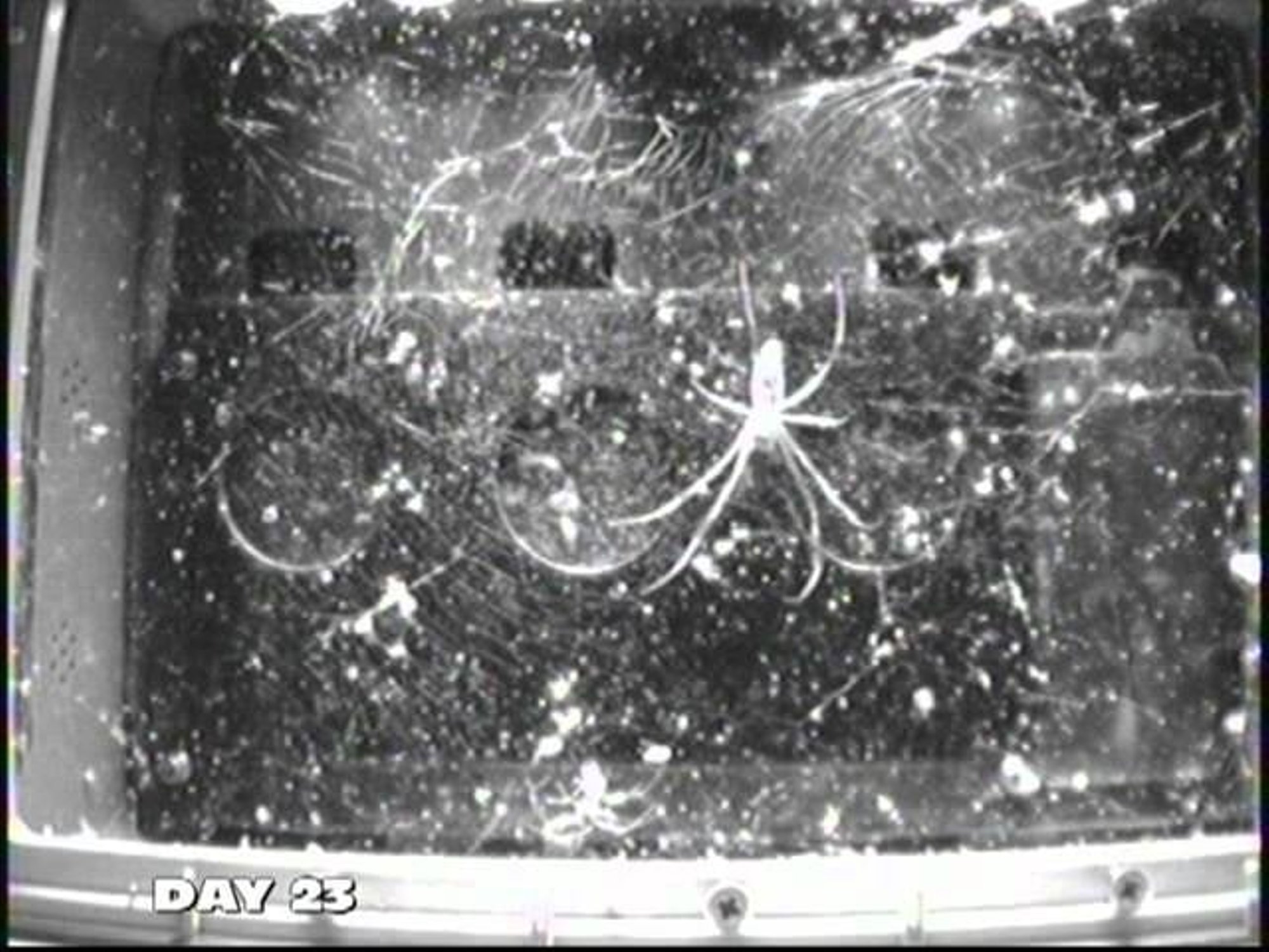 FOTO | Rohkem kui 50 aastat tagasi saatis NASA kosmosesse kaks ämblikku: mida see andis?