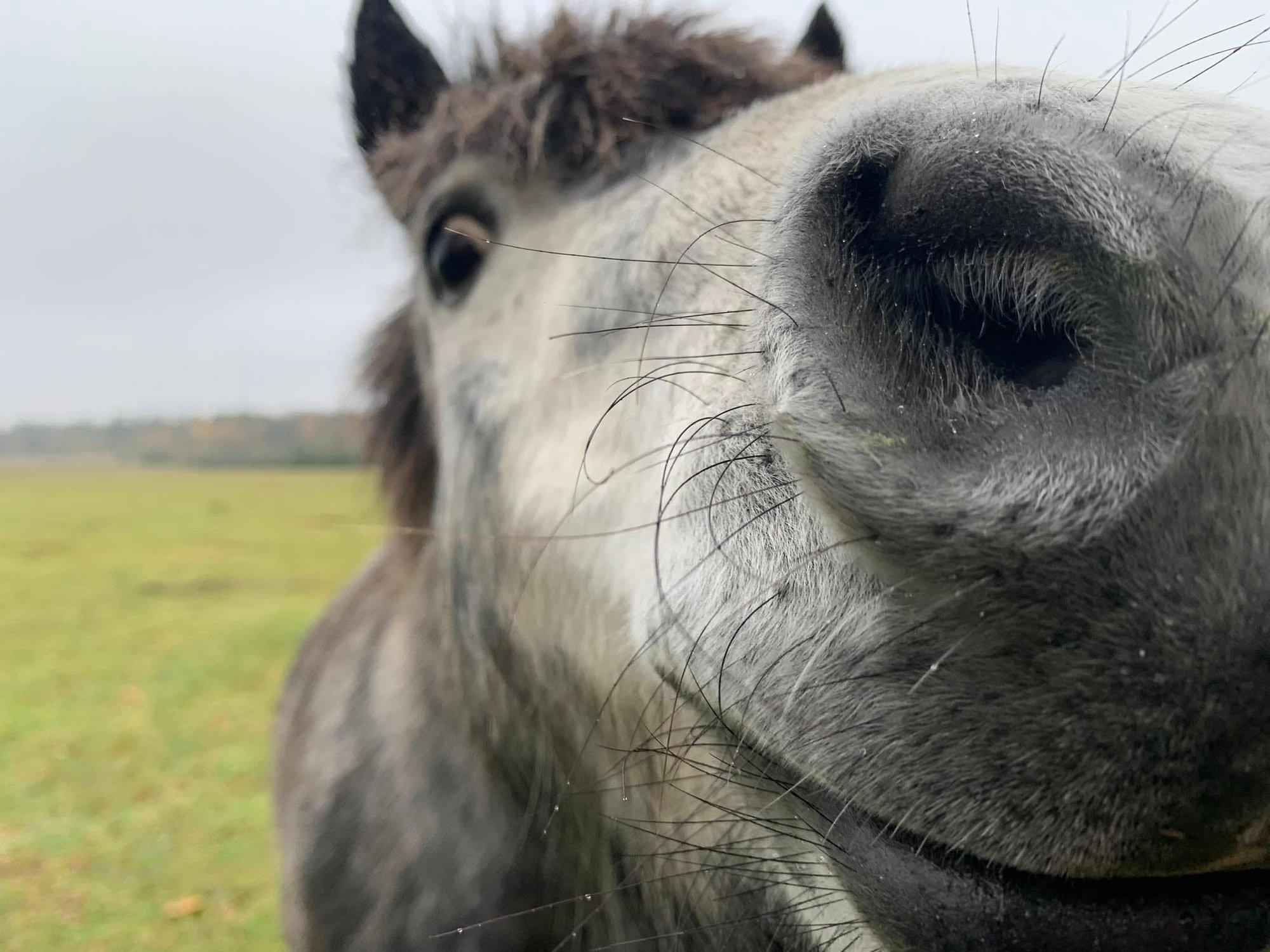 Suureoja talus tunneb külastaja end koduselt nagu maal vanaema juures