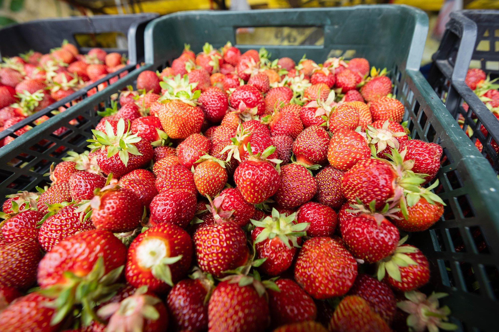 KASVATAJA SELGITAB | Mis tõstab maasikate hinna kõrgeks?