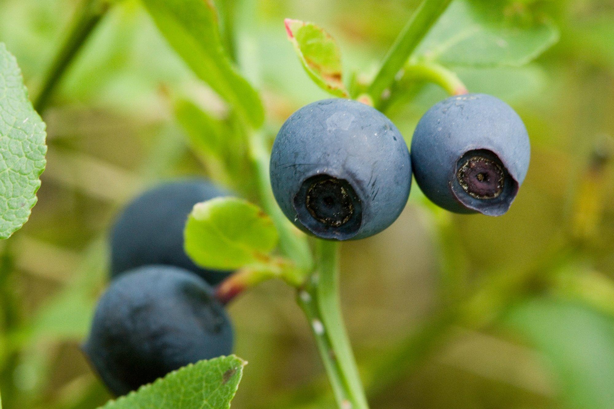 Soomes levib mustikataimedel seenhaigus, mis on hävitanud viiendiku tänavusest marjasaagist