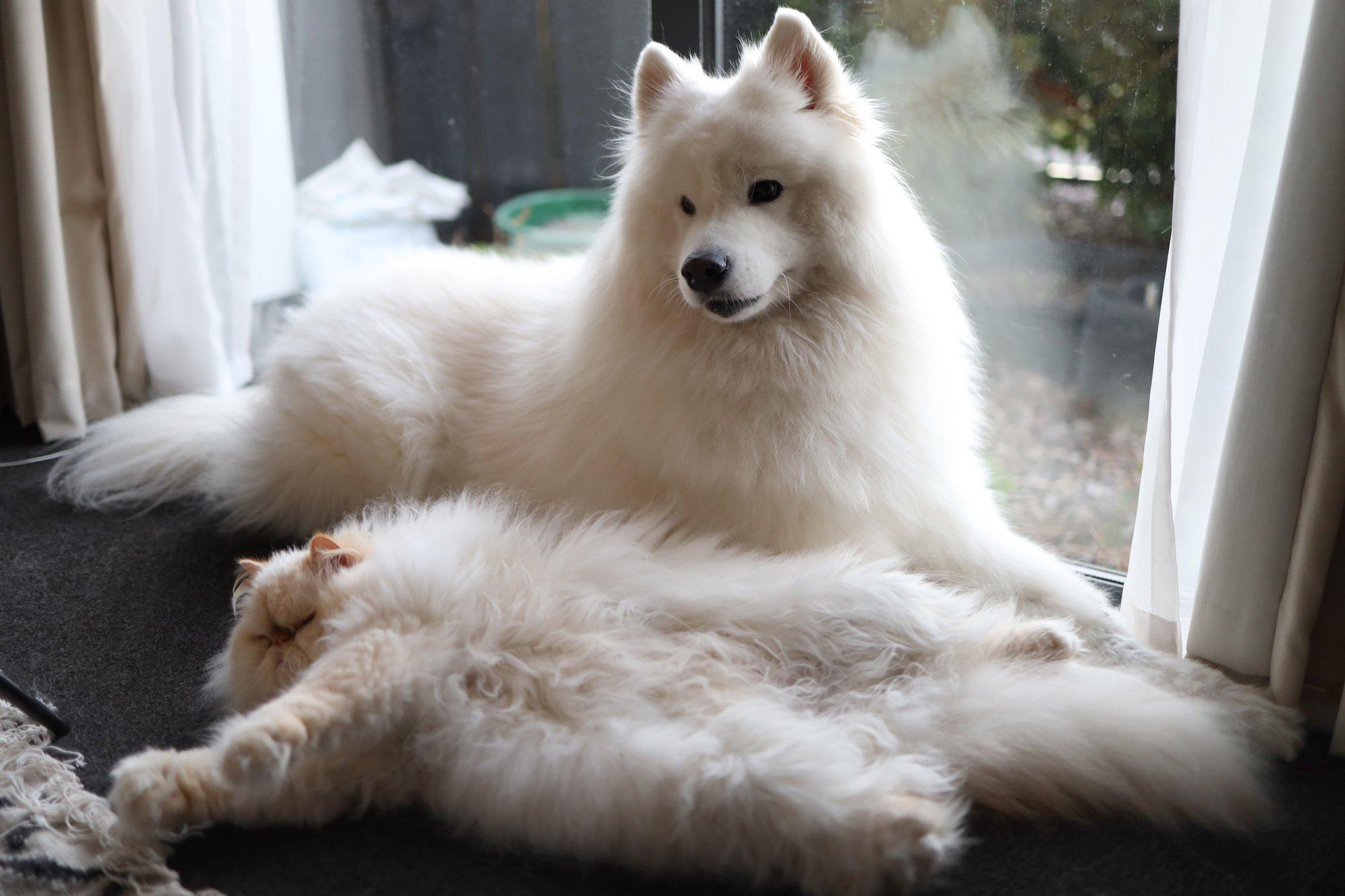 „Mu koer muutus järsku halliks!“ Pere lemmiku värvimuutus paljastas ohtliku olukorra