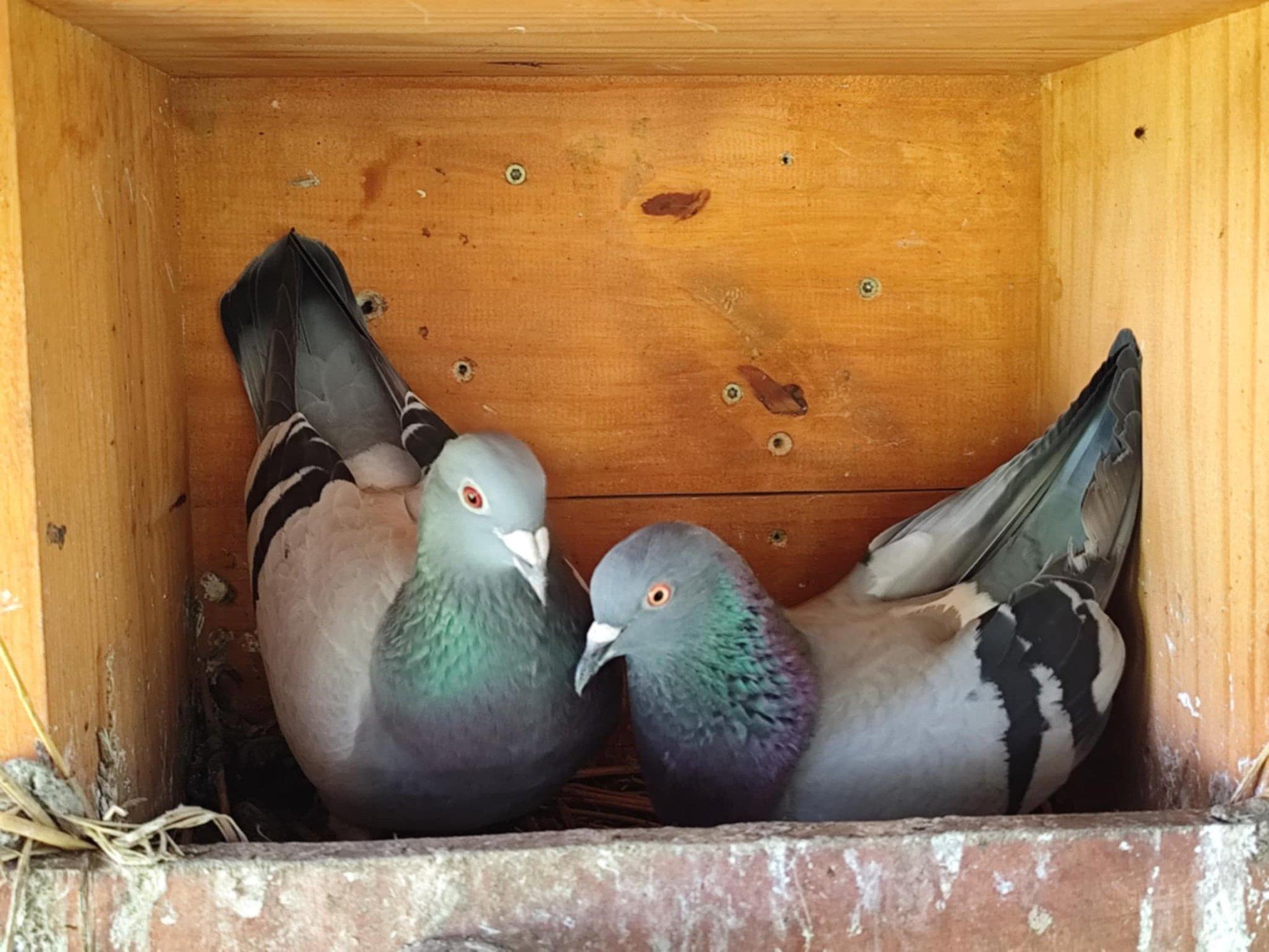 „Mune hakkas tulema ja muudkui tuli!“ Emane tuvipaar sai Järvamaal ootamatult lapsevanemateks