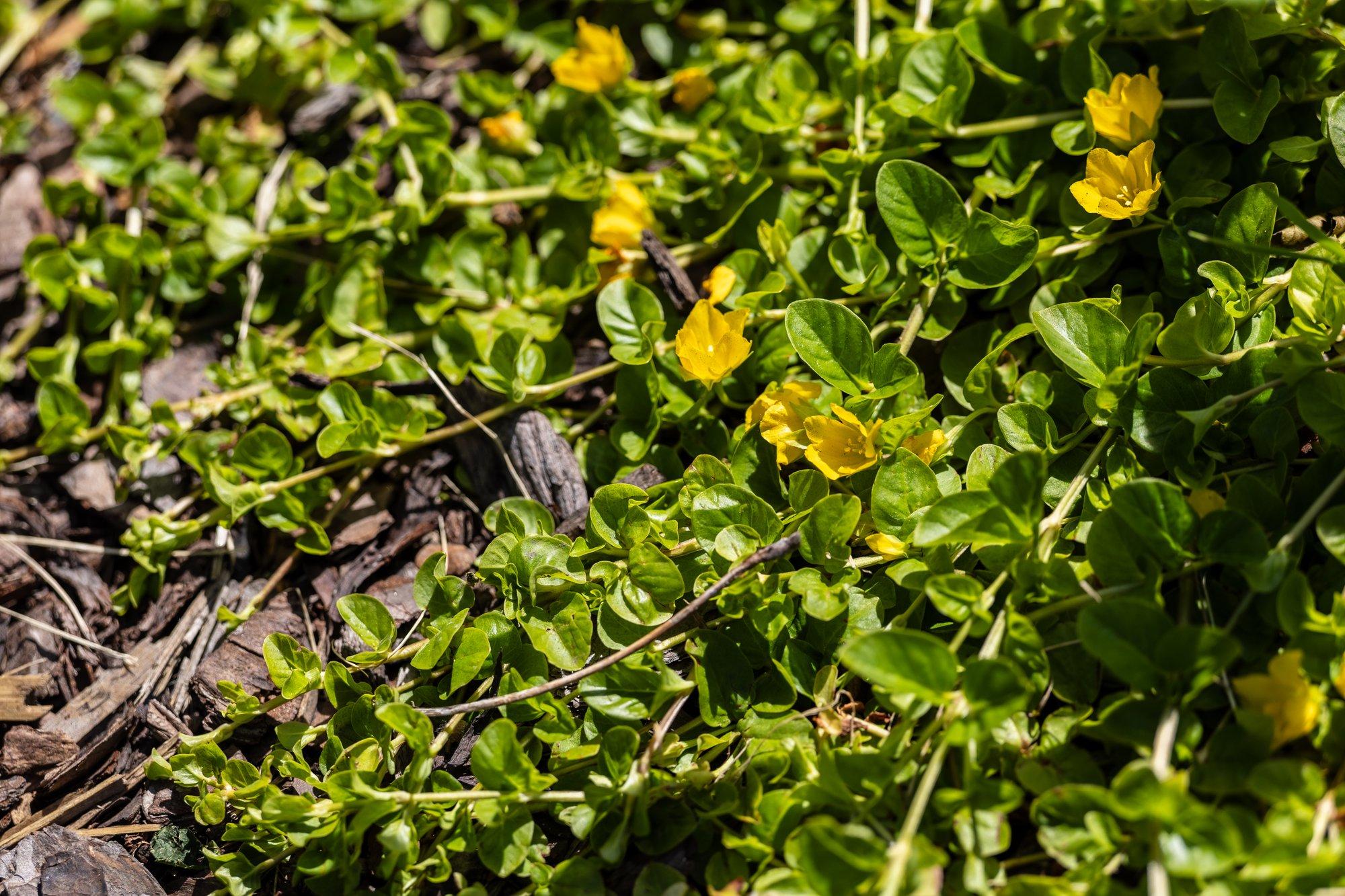 Roomav metsvits sobib varjulisemasse kohta nii pinnakatjaks kui amplitaimeks