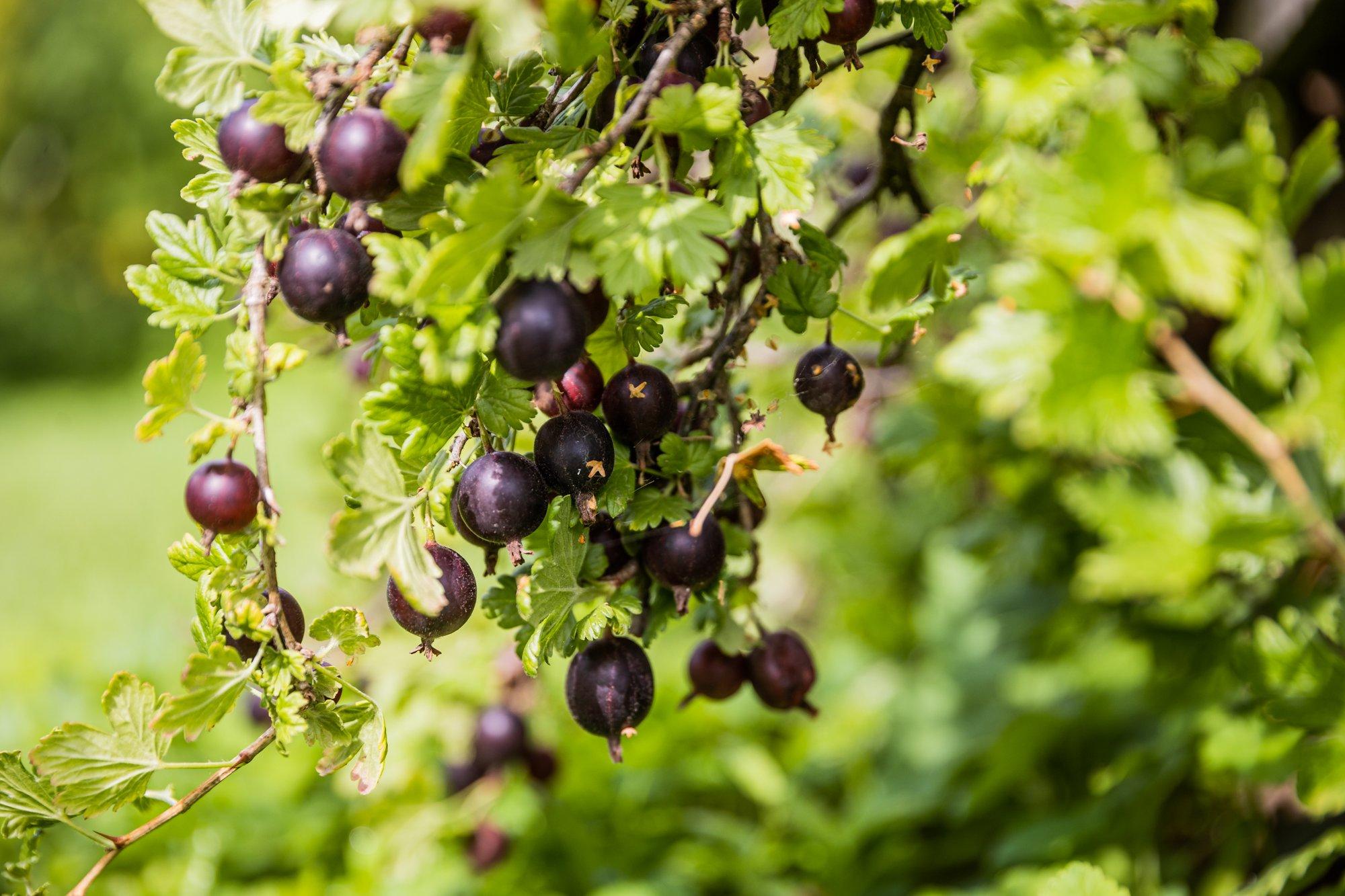 Karusmarja lehevarisemistõbi algab täppidega ja seejärel kukuvad lehed põõsalt maha