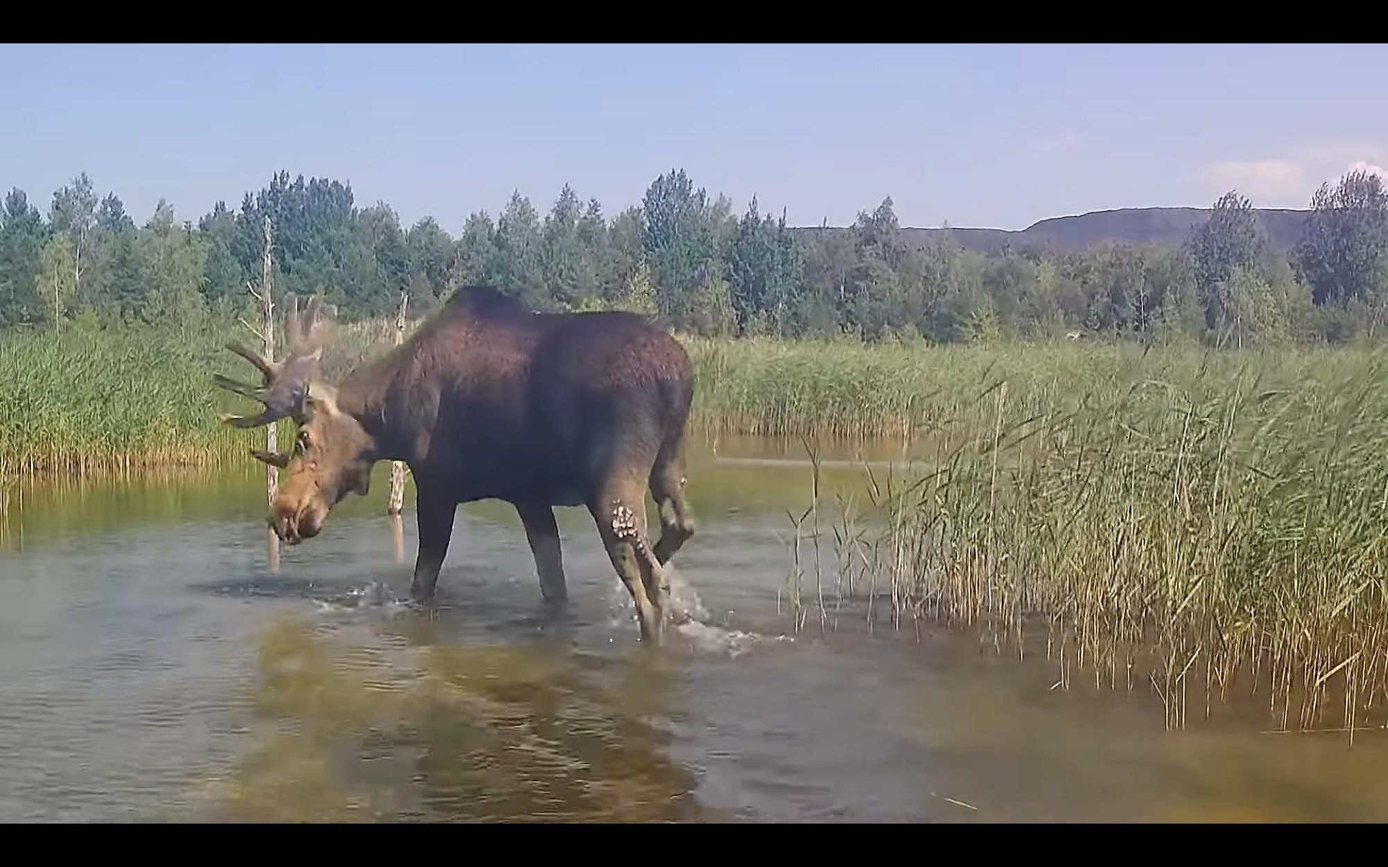 VIDEO | Ida-Virumaal võis näha aevastavat põtra