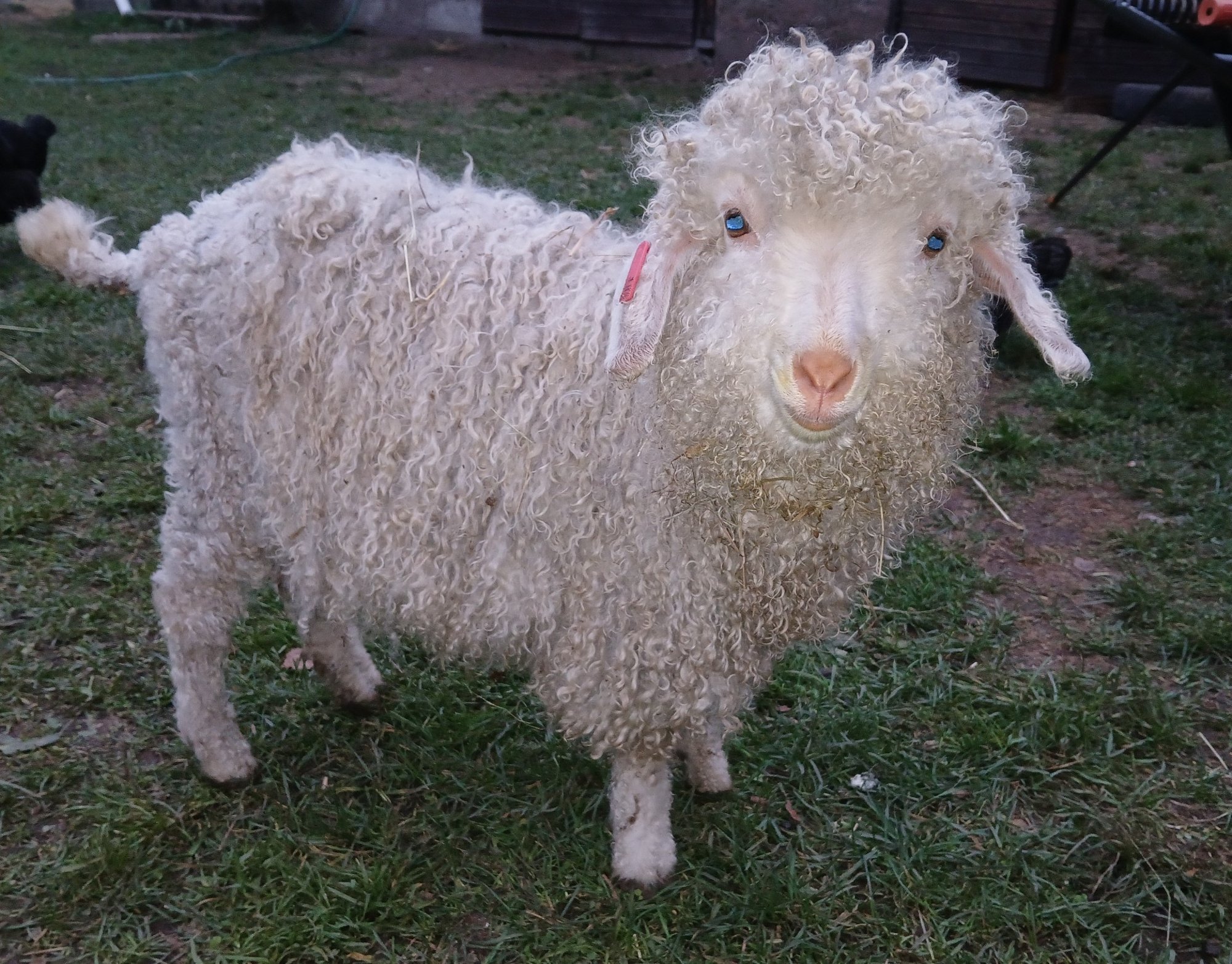 Mida arvavad haned riigikorrast ja milline on maailma väikseim lammas? Jõgevamaa loomapargis saab teada!