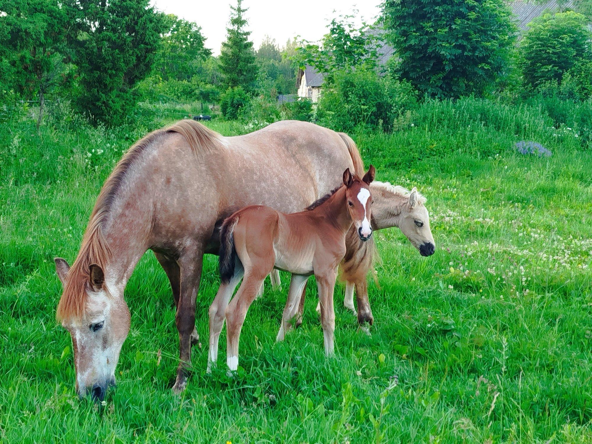 „Meid tabas karjamaale jõudes šokk.“ Orvuks jäänud varss leidis endale ootamatul kombel kasuema