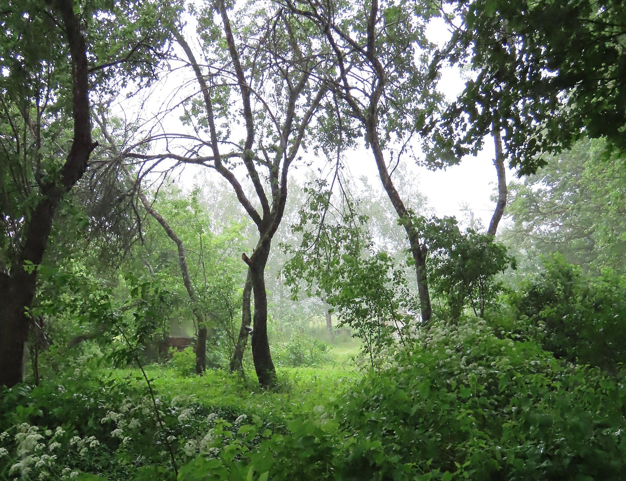 AIAPIDAJA KOGEMUS | Sajune aasta on ikka hulga parem kui põud