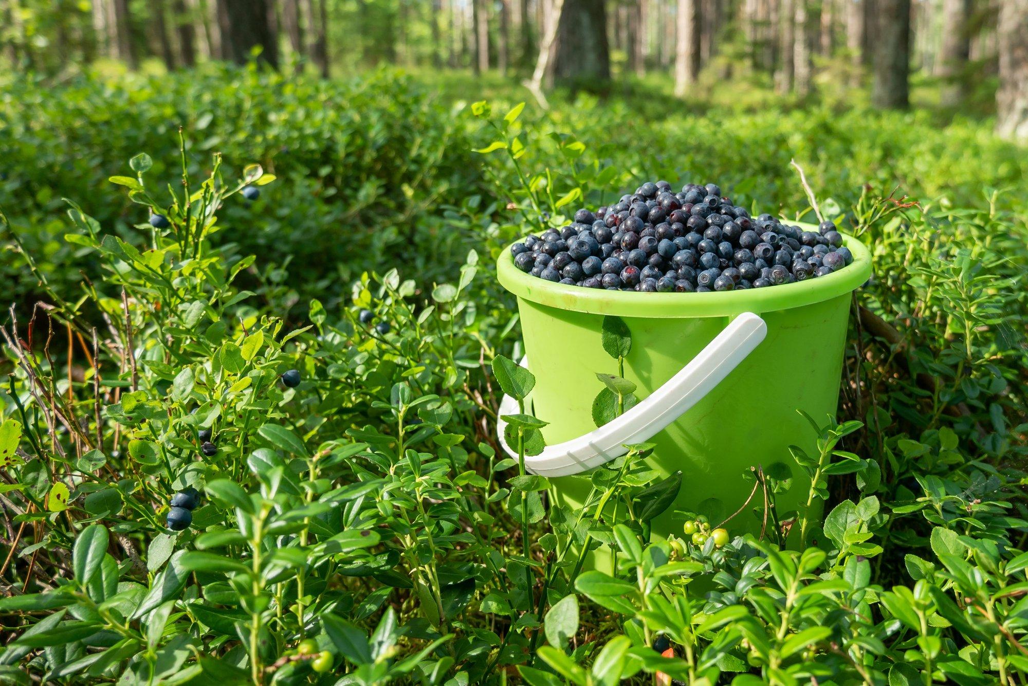 Metsmustikat tasub süüa halvenenud nägemise ja rasvumise korral