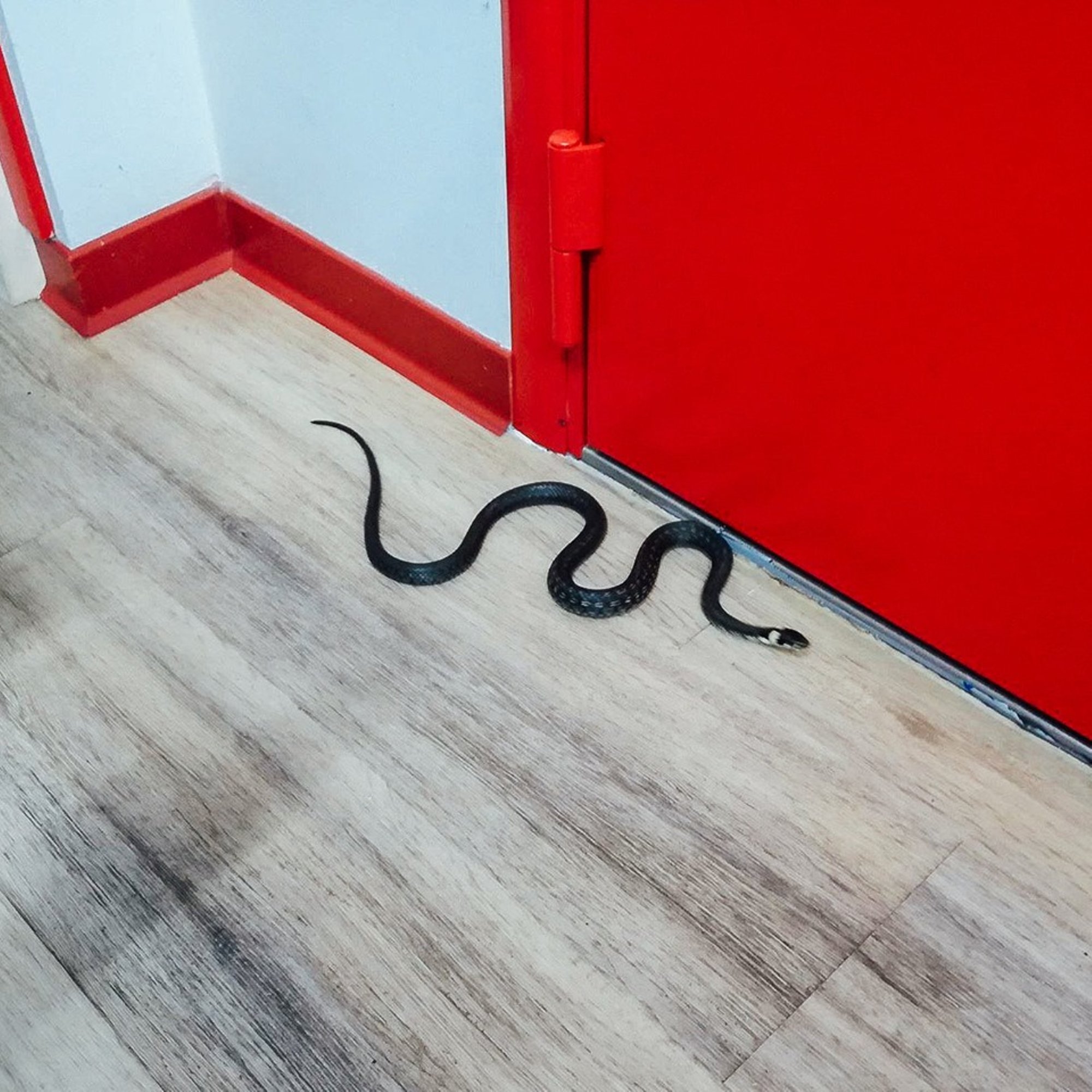 Päästjad pidasid võitlust tuppa lennanud nahkhiire ja kempsu pugenud maoga