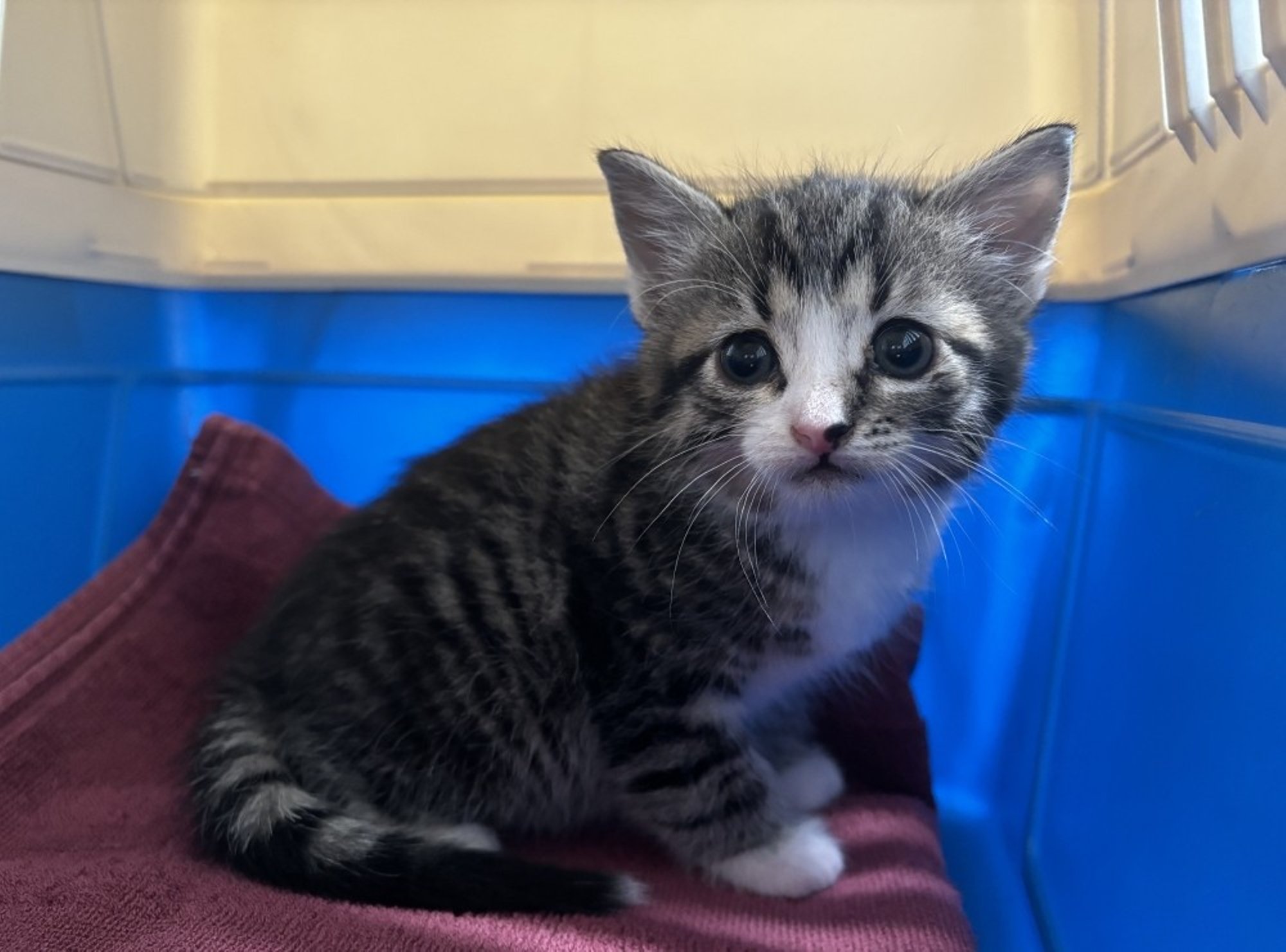 Ema hüljatud pisikest kassipoega Helinit tabas mitu ränka haigust